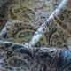 Paisley Print cotton poplin - .jpg