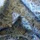 Paisley Print cotton poplin - .jpg